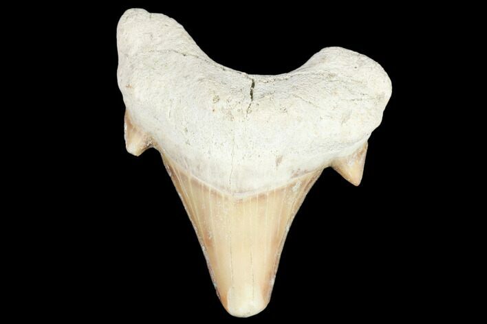 Fossil Shark Tooth (Otodus) - Morocco #103209